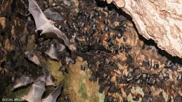 Bat sightings at Abu Simbel Temple leads to concern amongst tourists &ndash; but are they a threat?