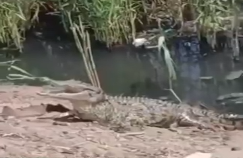 Video: Large crocodile spotted in Egypt’s Sharqiya drainage canal Video: Large crocodile spotted in Egypt’s Sharqiya drainage canal