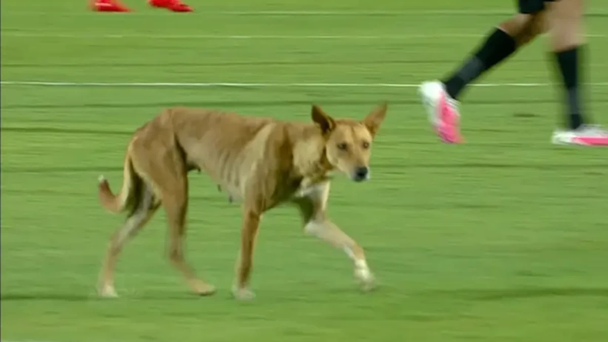 Video: Stray dog invasion at Egyptian Premier League match sparks fierce online debate Video: Stray dog invasion at Egyptian Premier League match sparks fierce online debate