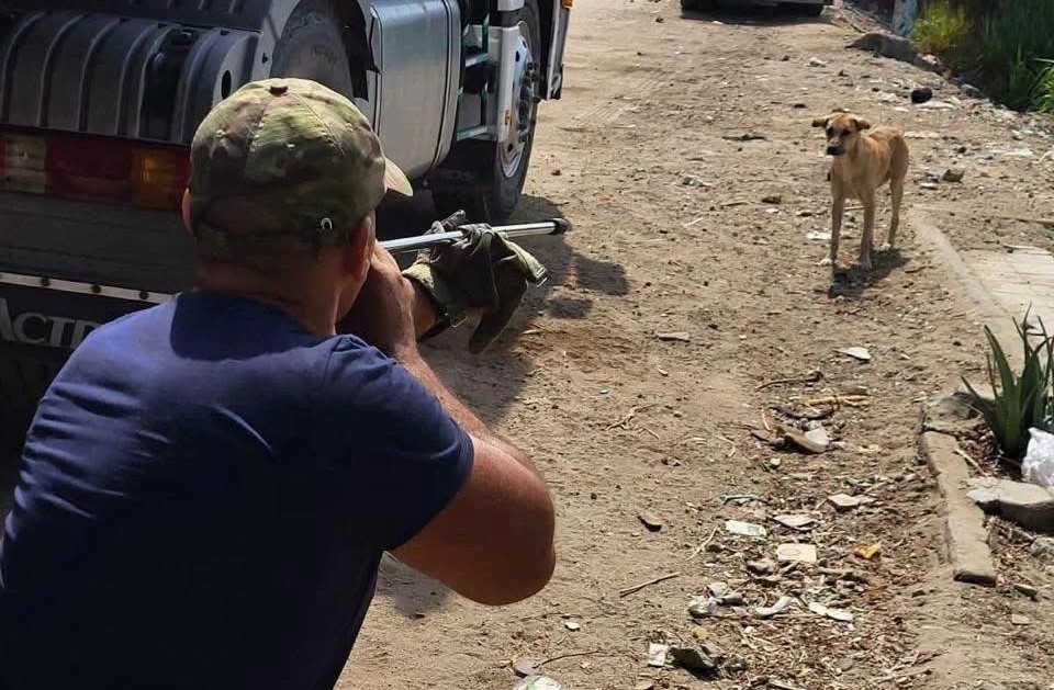 Egypt&rsquo;s Agriculture Ministry steps up field efforts to prevent rabies